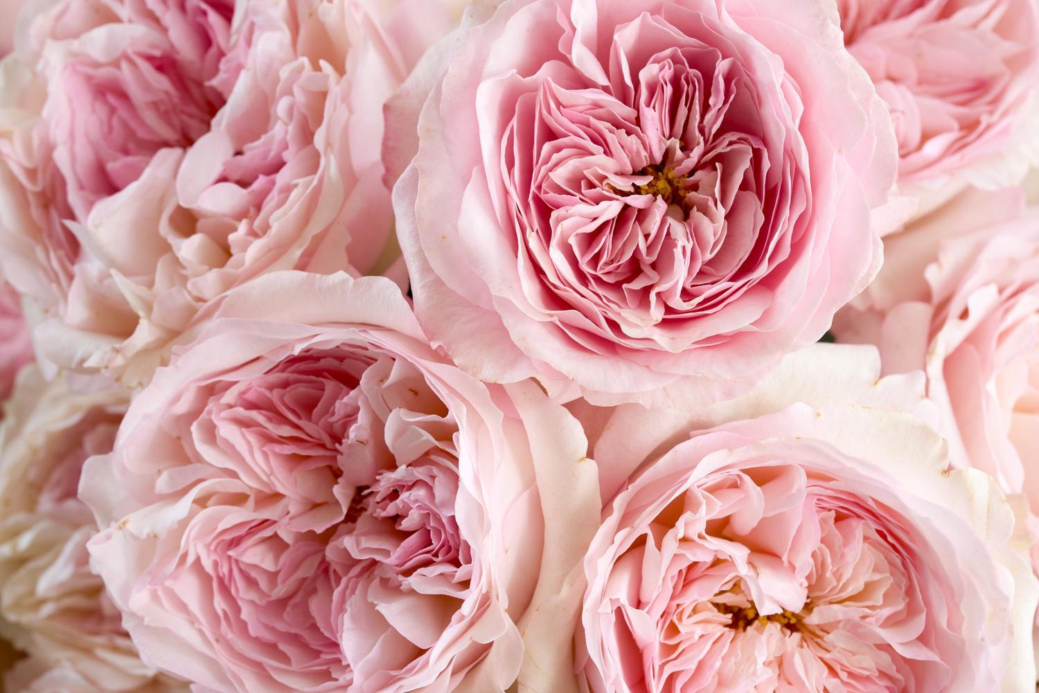 Rose Bouquets for Mother’s Day