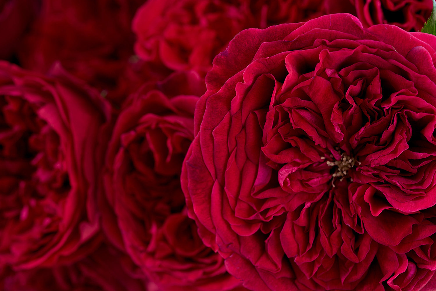 Why Choose David Austin Roses?