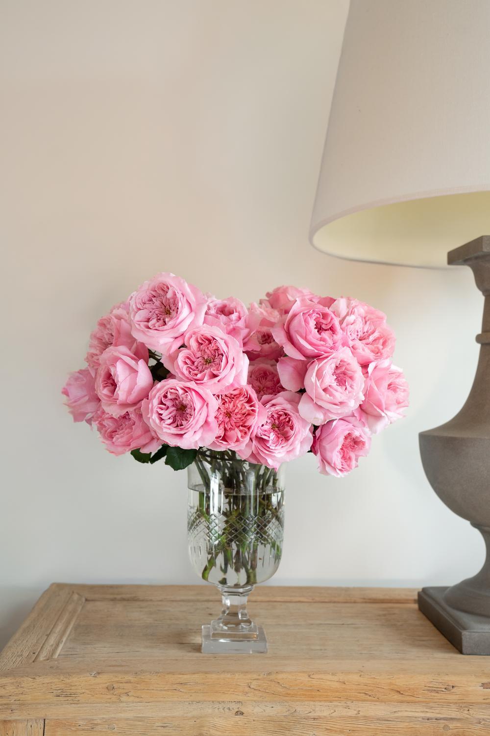 Ottilie™ Rose