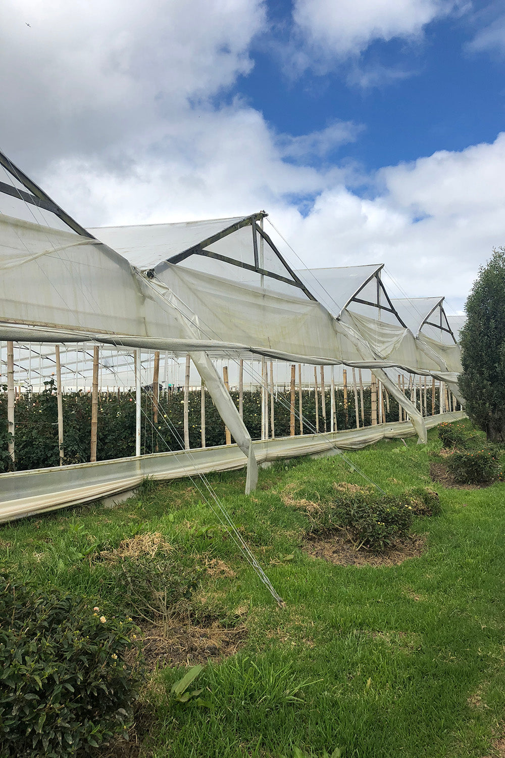 Alexandra Farms Greenhouses