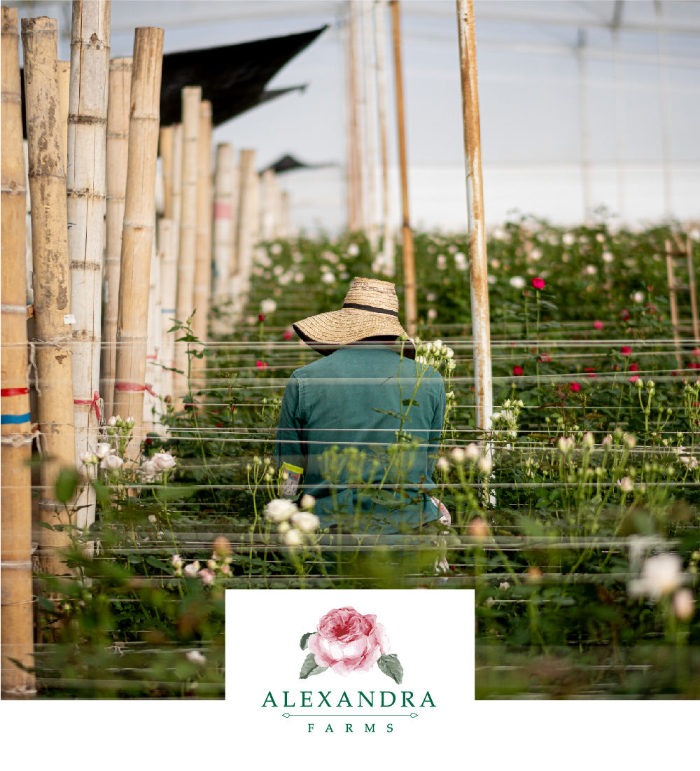 Alexandra Farms Rose Growers