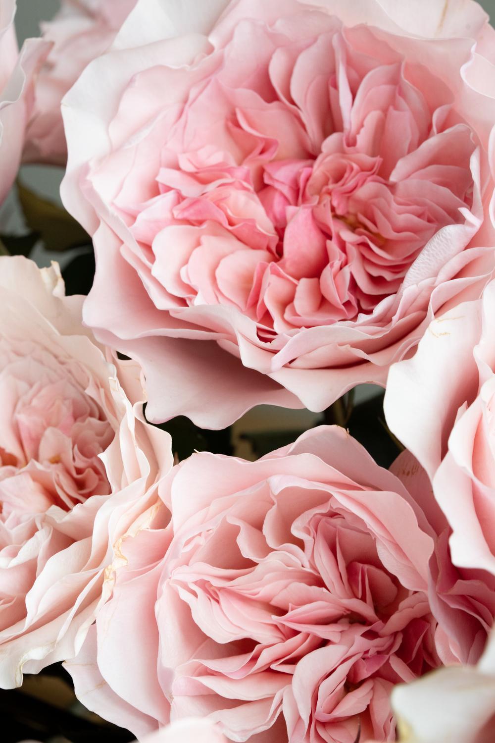 Ariadne™ Rose
