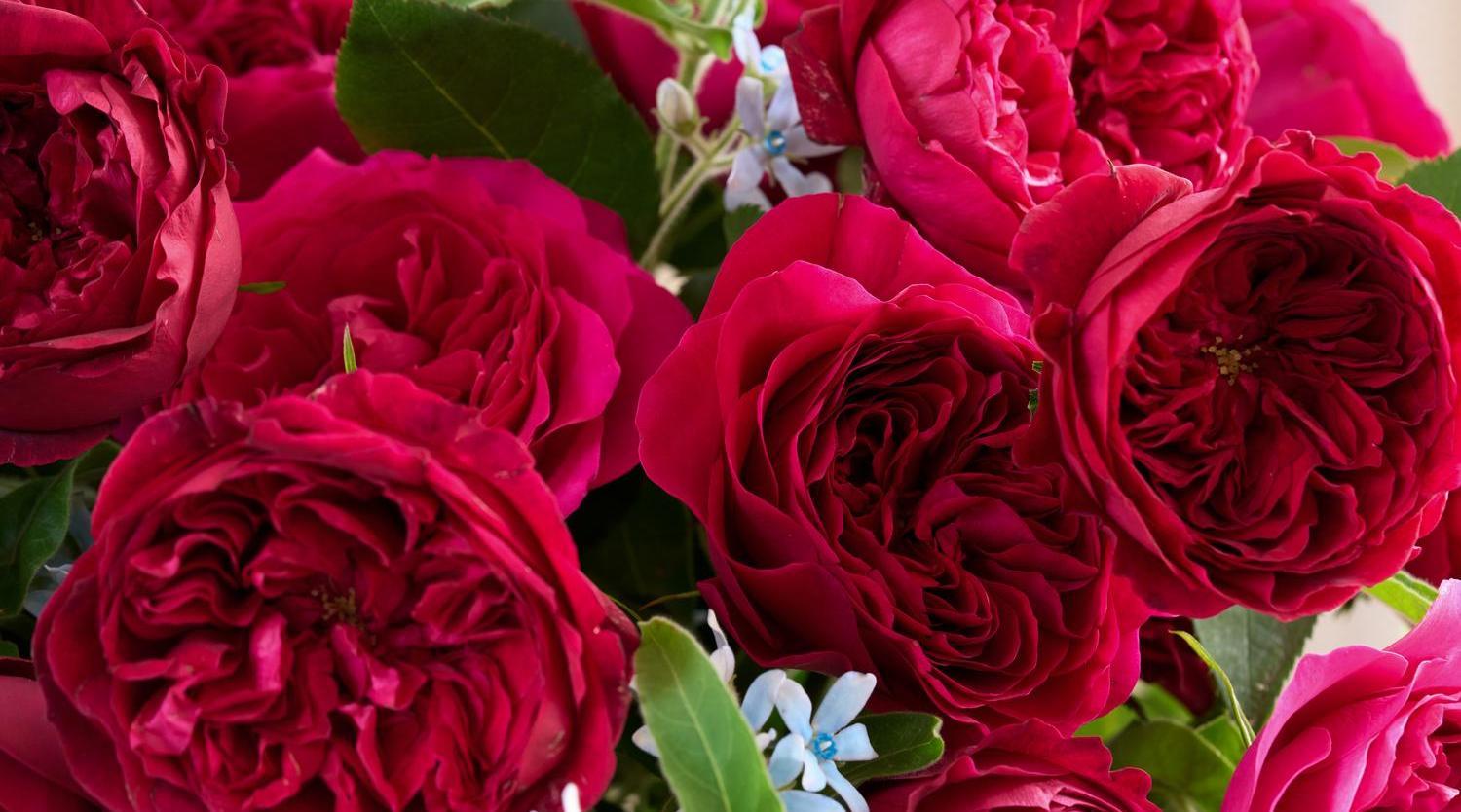 Berry Reds Colour Collection