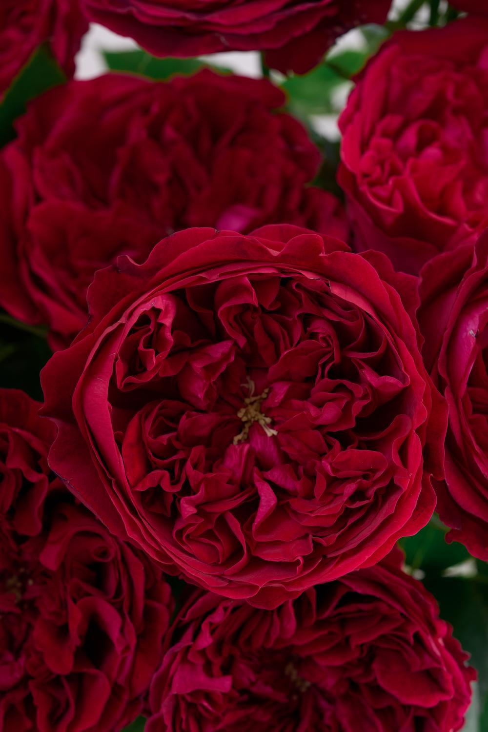 Tess Bouquet for Every Occasion