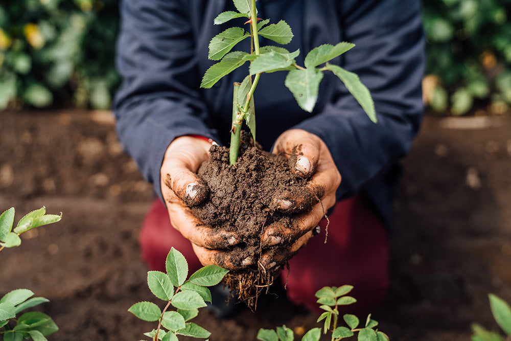 Rosaprima Rose Grower