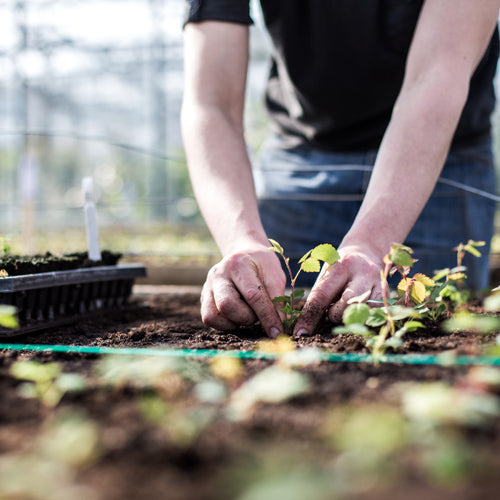 David Austin Rose Breeding