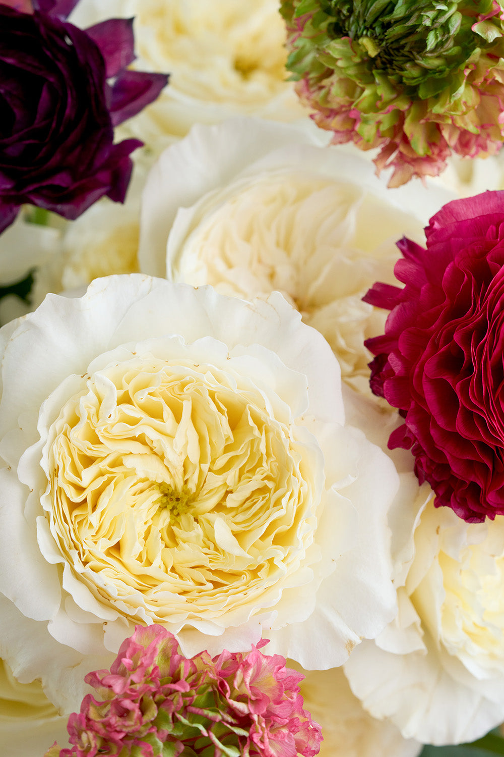 Embossed Crimson Rose Bouquet Close Up Blooms