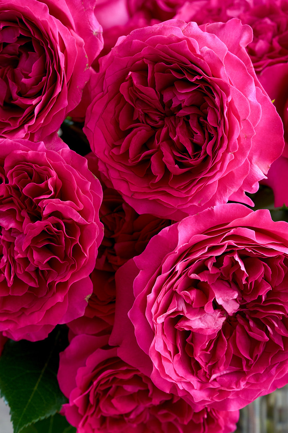 Hettie Rose Bouquet Close Up Blooms