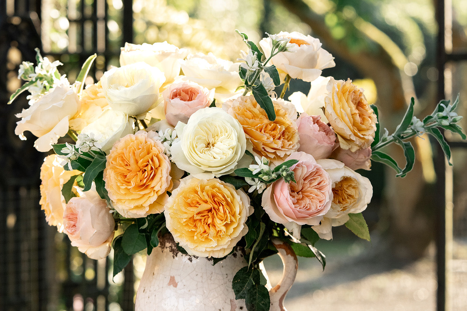 Sorbet Shades Close Up Blooms