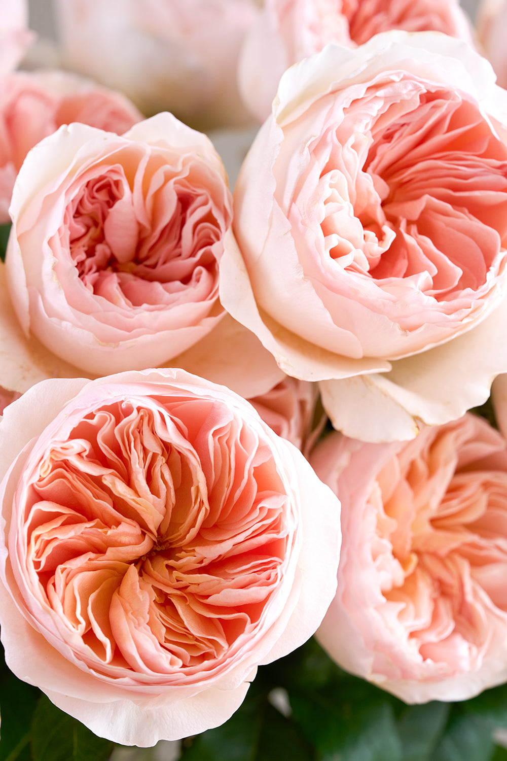 Juliet Rose Close Up Blooms David Austin Rose Bouquets