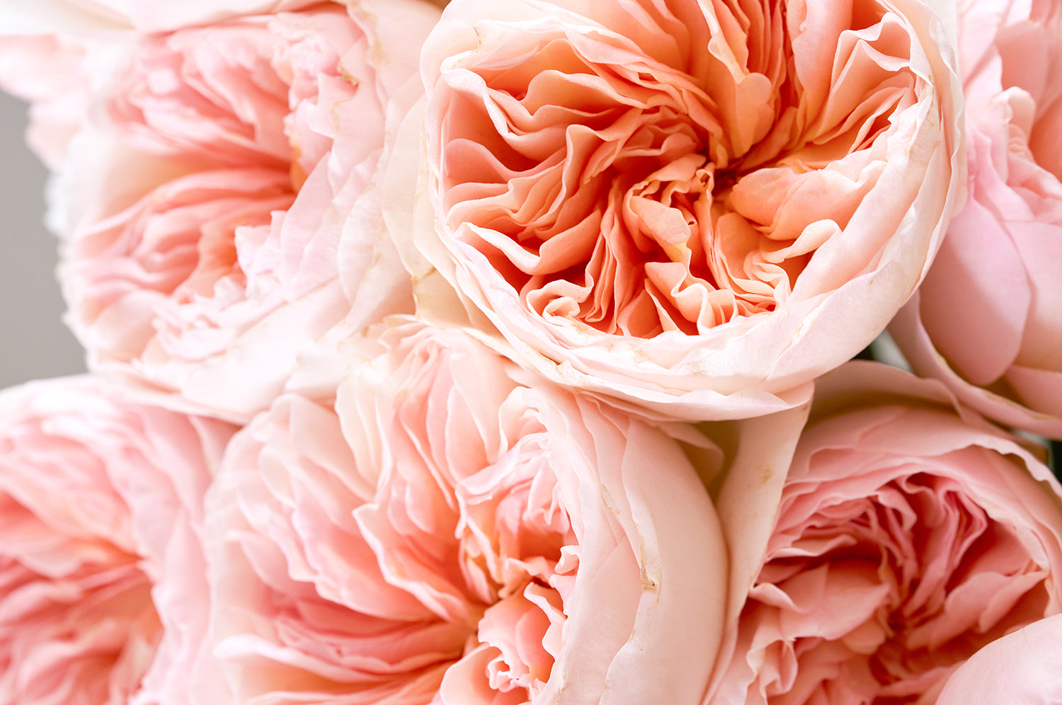 Juliet Rose David Austin Rose Bouquets