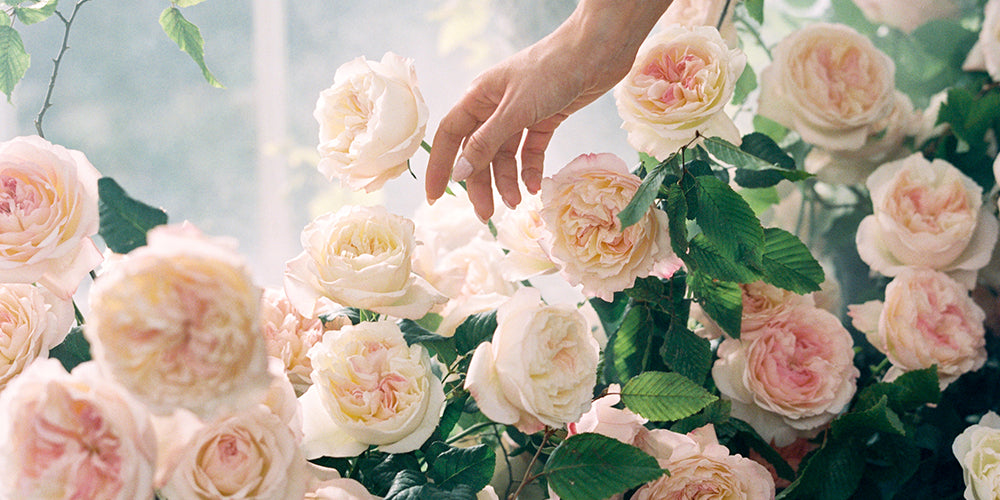 Keira Rose Muse David Austin Rose Bouquets