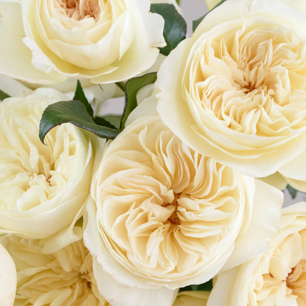 Leonora Open Blooms Close Up