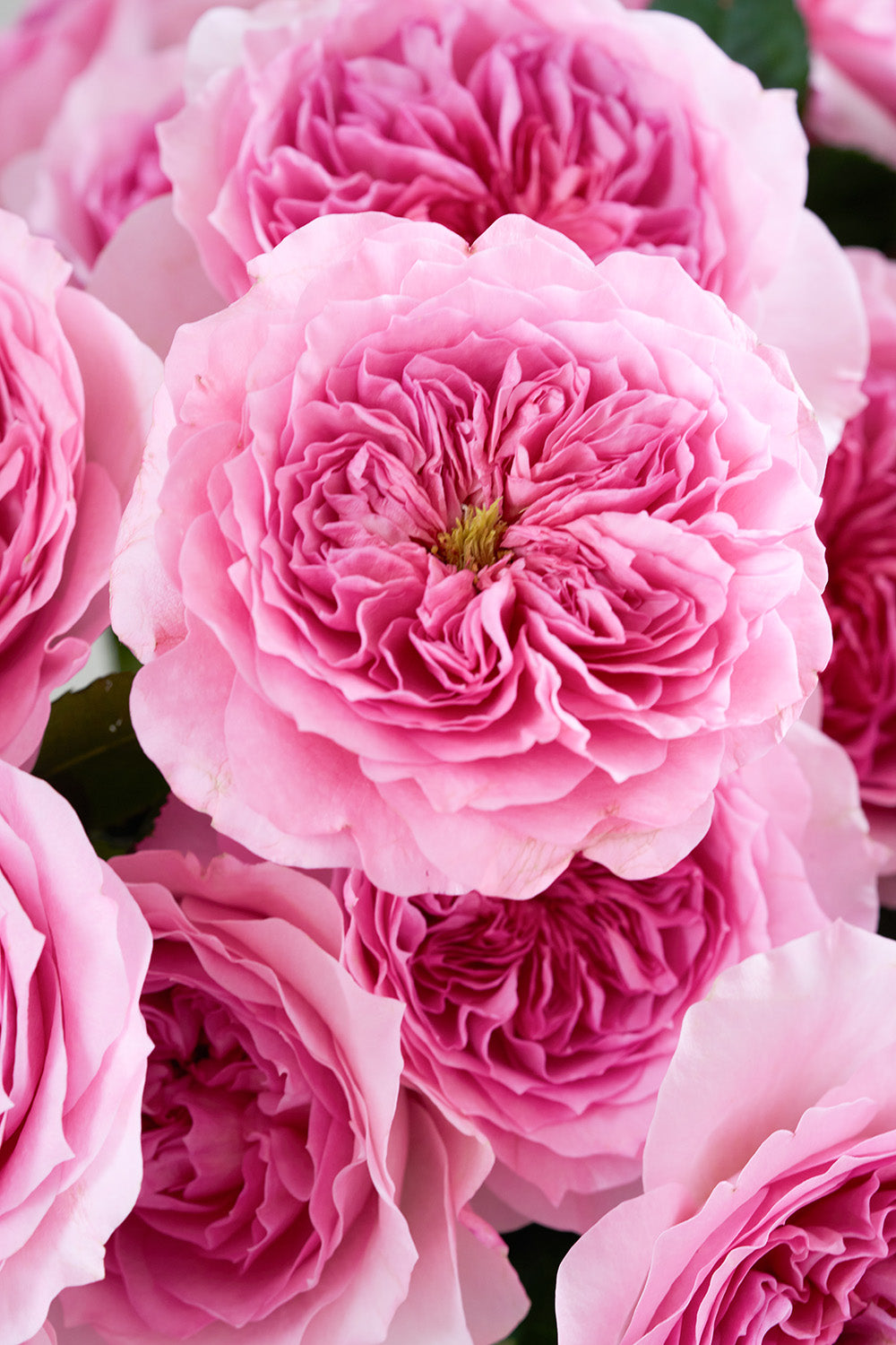 Millicent Rose Close Up Open Bloom