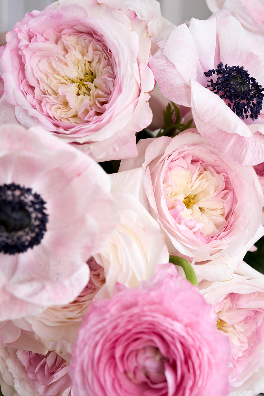Pink Taffeta Rose Blooms Close Up