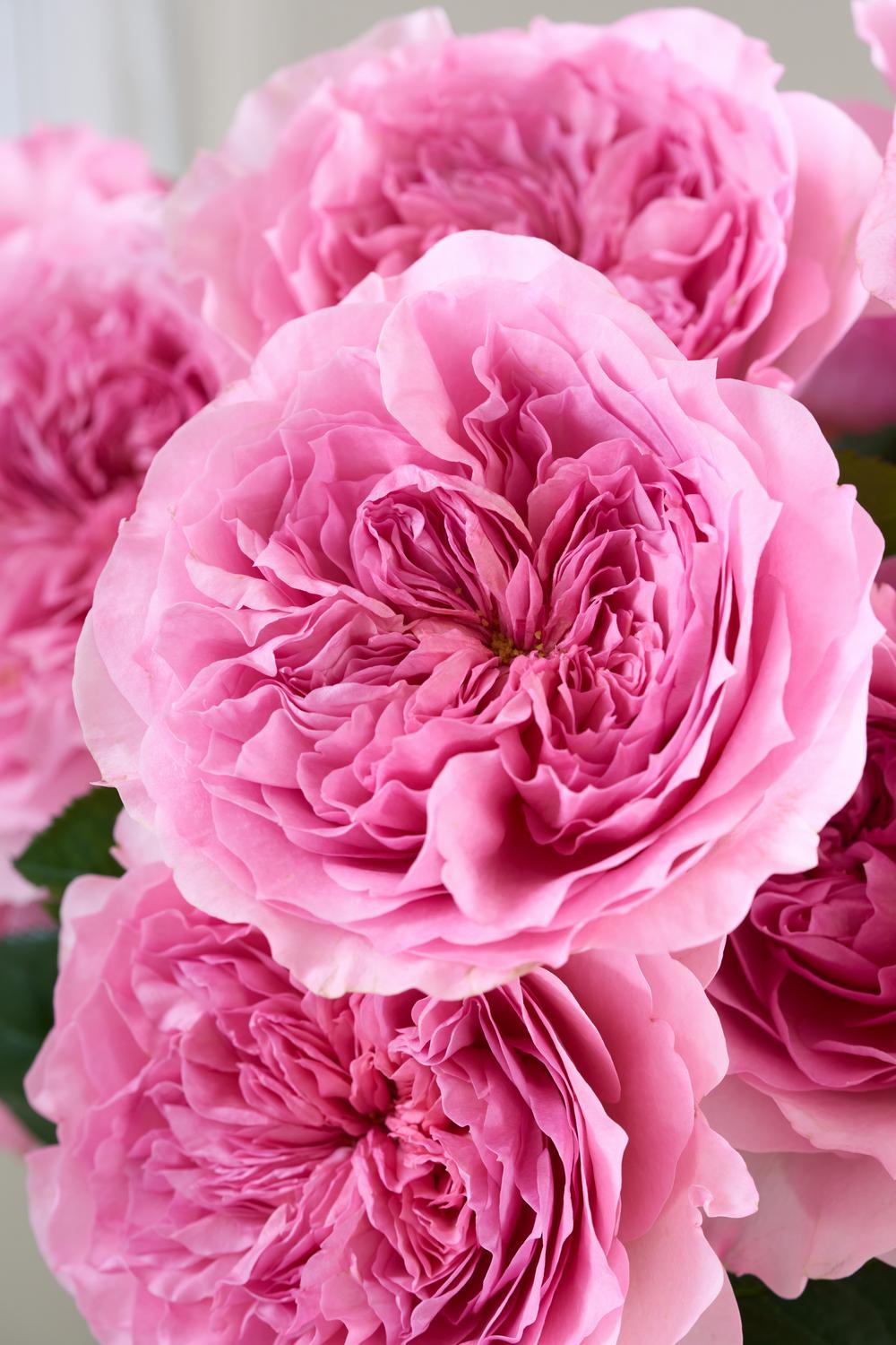 Rose Bouquets