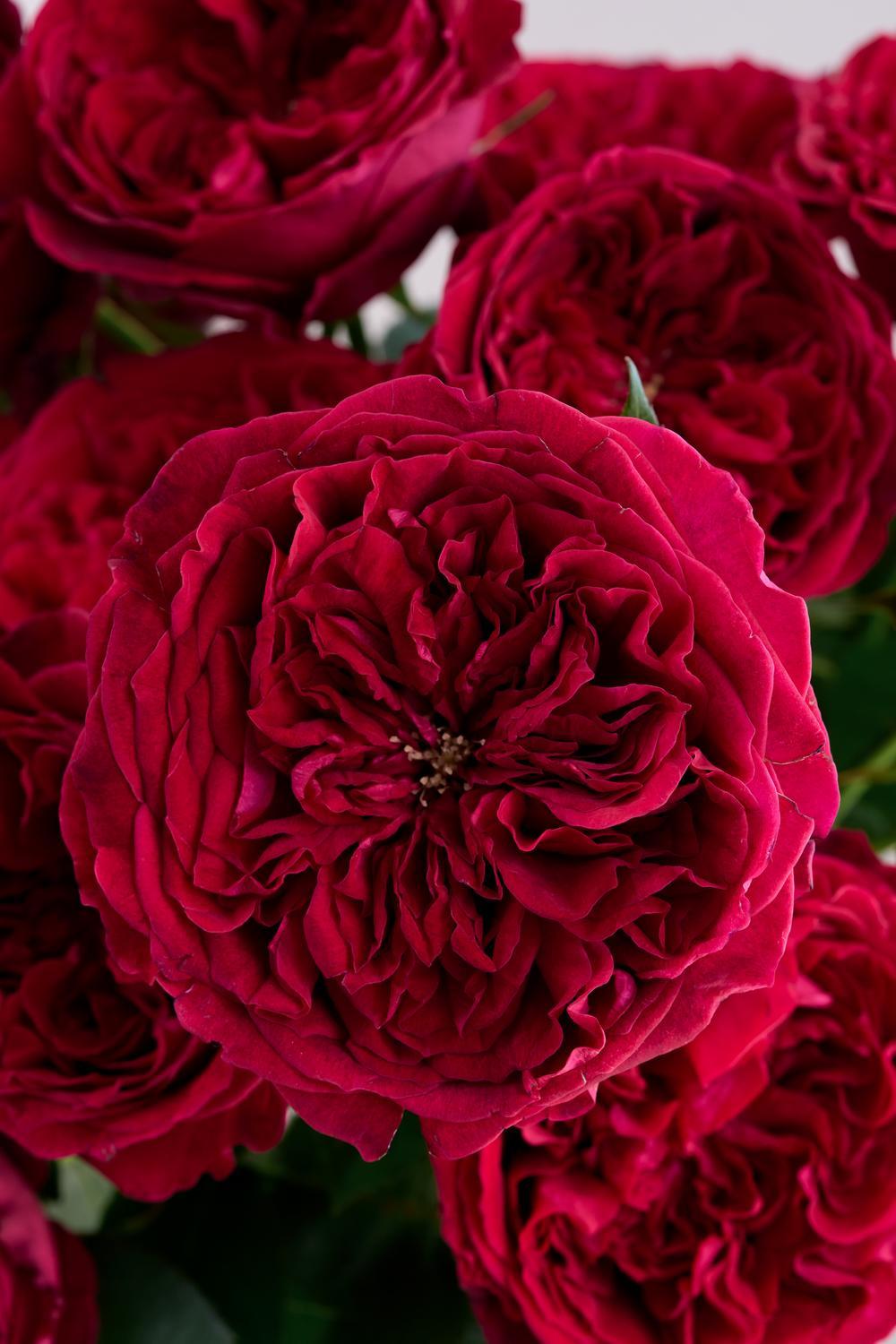 Rose Muses Tess Close Up Bloom