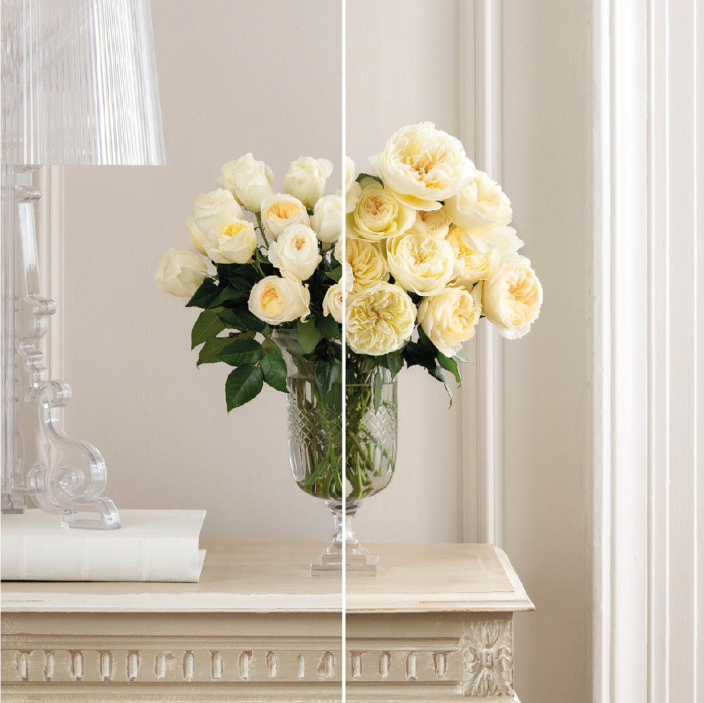 Closed Bud to Open Bloom Leonora Roses