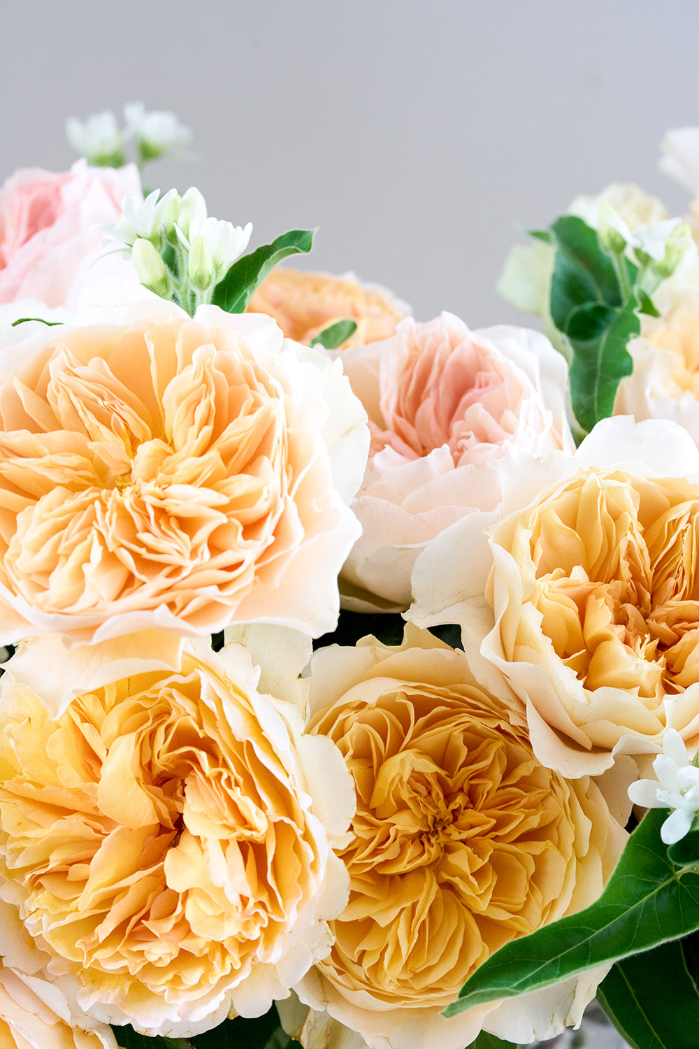 Sorbet Shades Roses Close Up Blooms