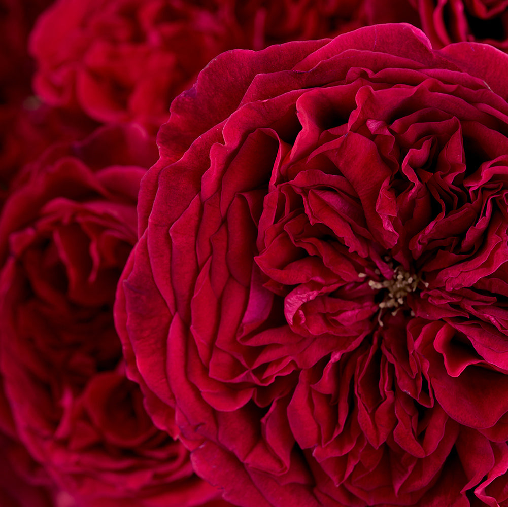 Tess Rose Close Up Bloom