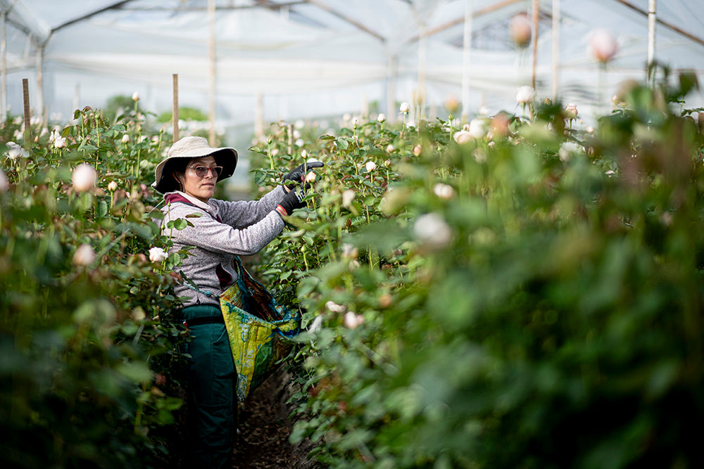 Alexandra Farms