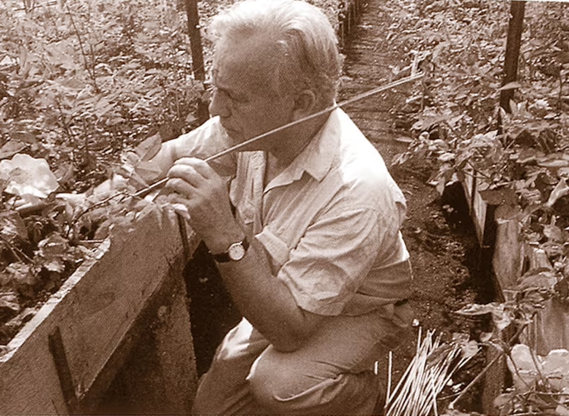 David Austin Senior