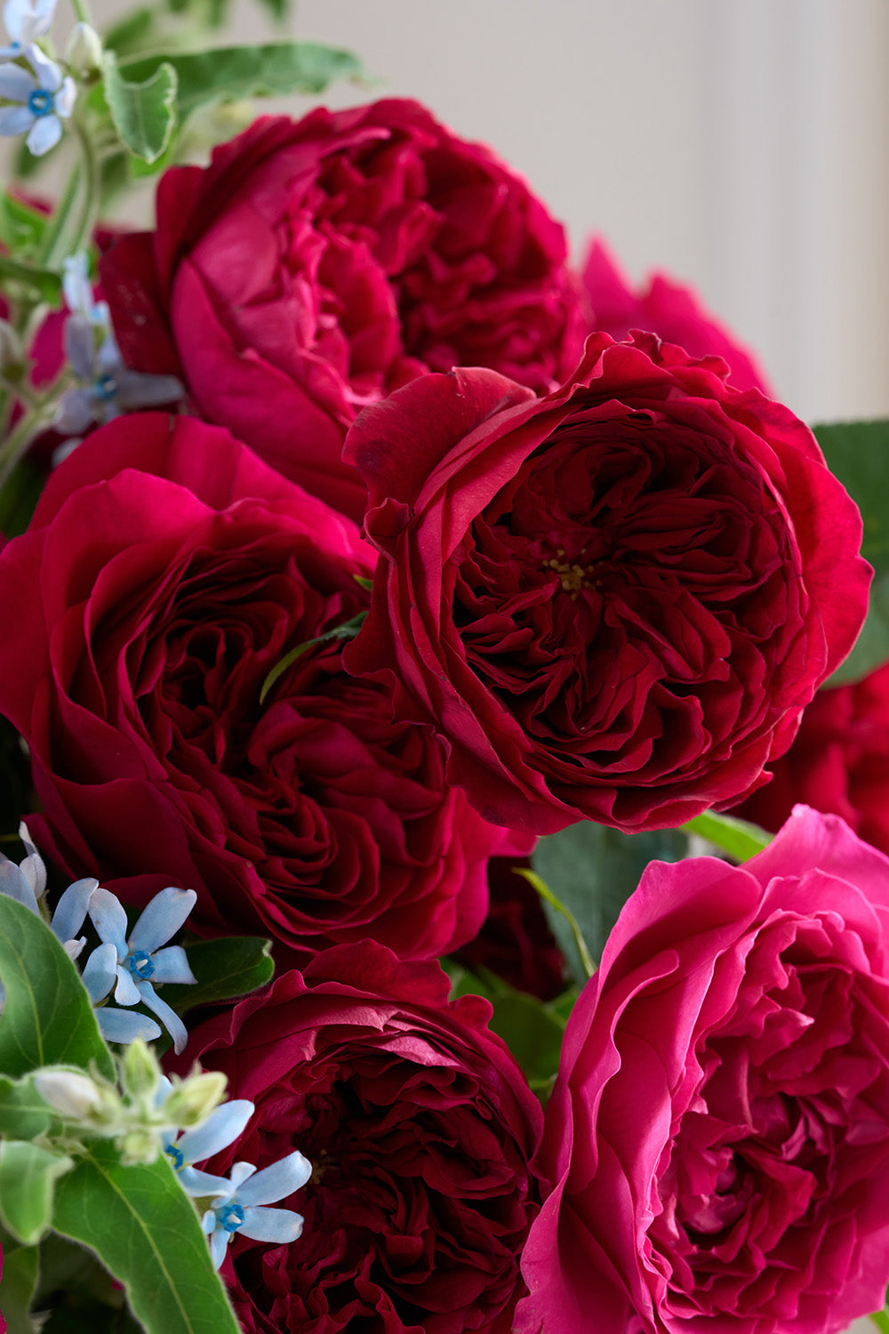 Berry Reds Rose Bouquet Close Up Blooms