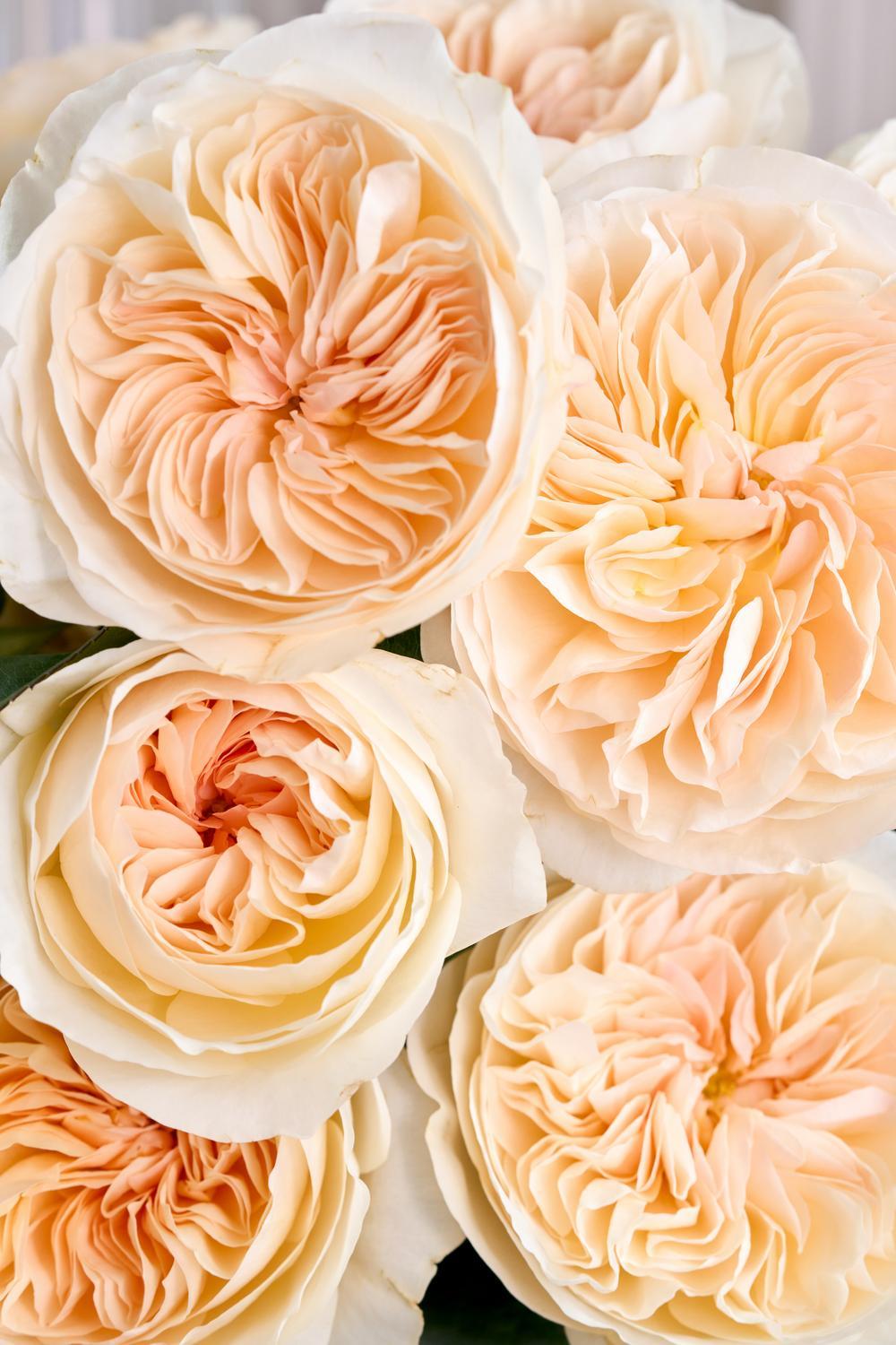 Rose Close Up