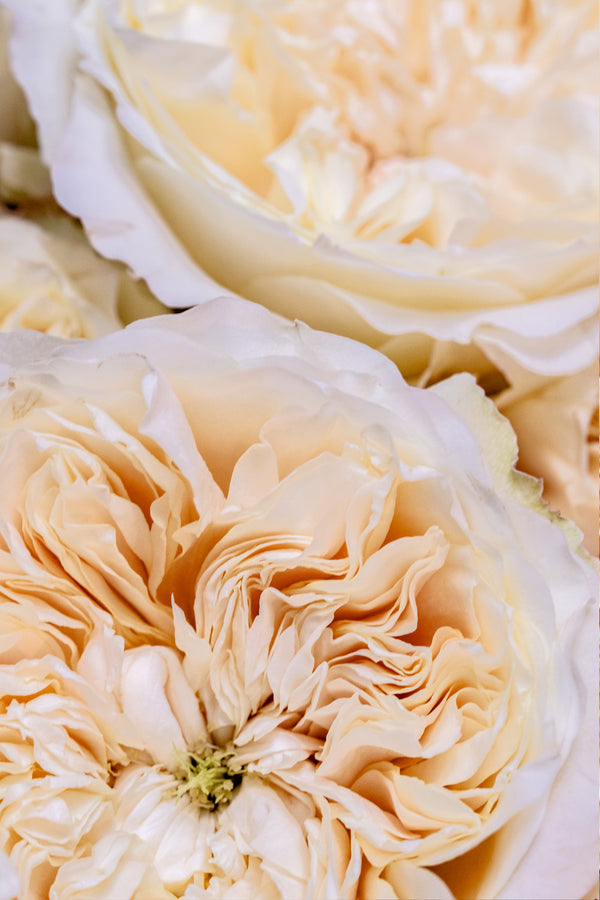 Enid ® Rose | Cream Roses| David Austin Rose Bouquets