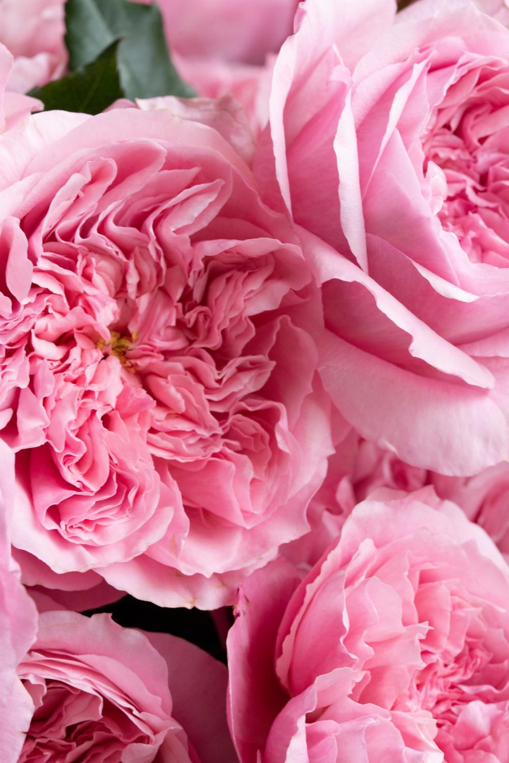 Ottilie™ Rose
