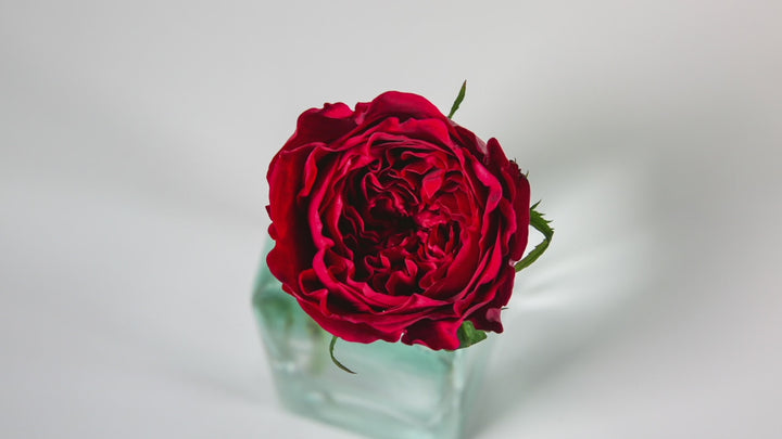 Tess Rose Opening