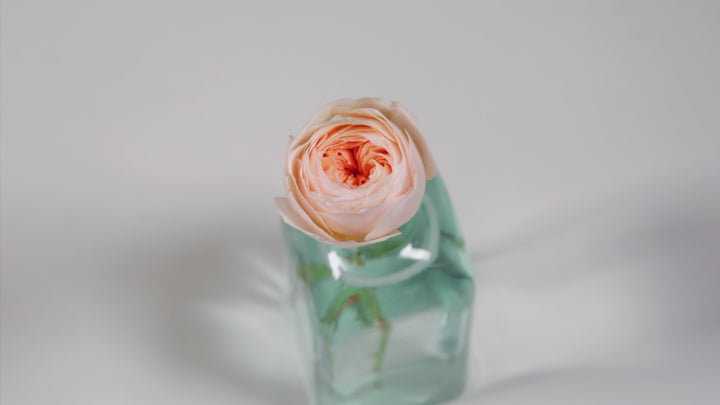Juliet Rose Opening