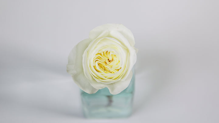 Leonora Rose Opening