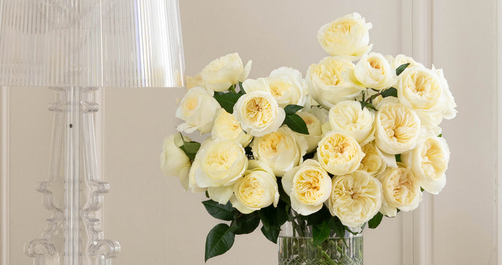 Leonora Rose Muse Opening