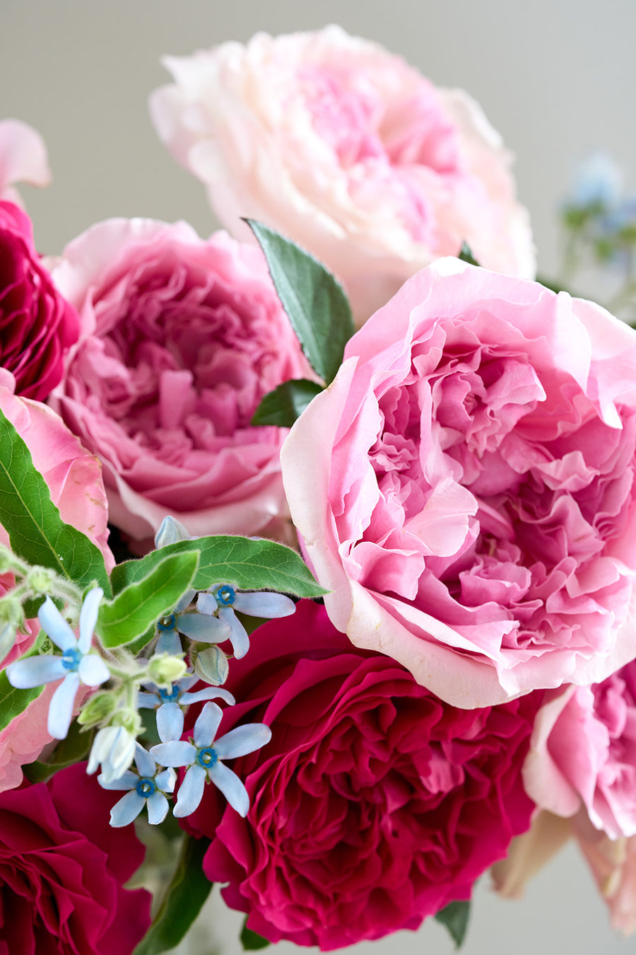 Pink Austin Roses Purely Pink | Pink Roses | David Austin Rose Bouquets