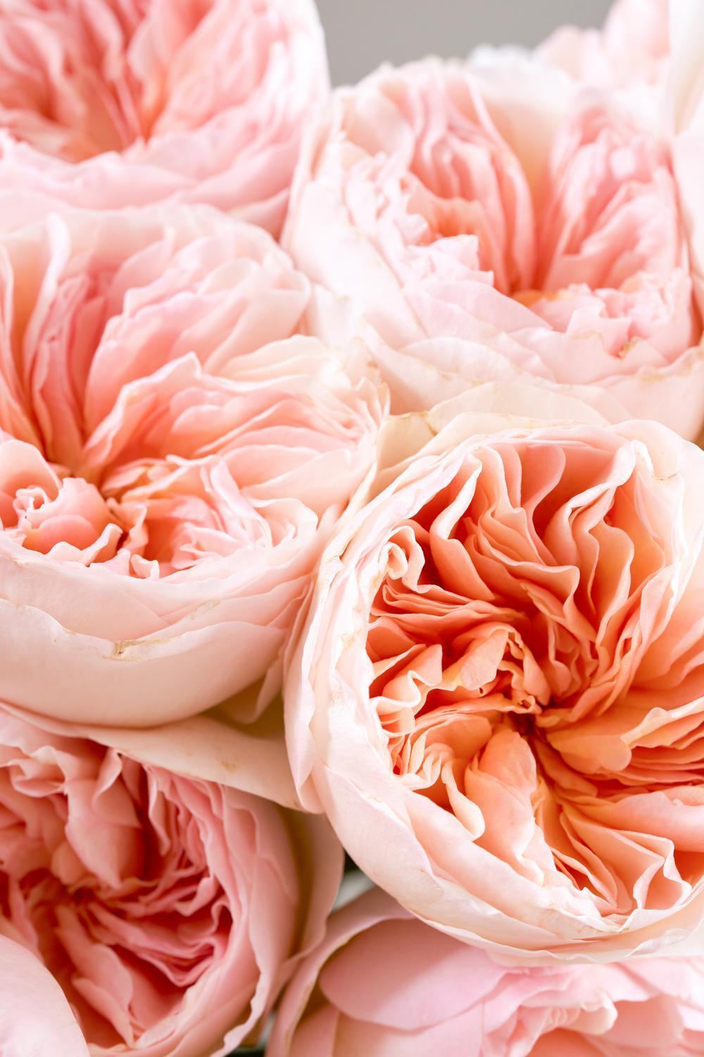 Rose Muses Juliet Close Up Blooms