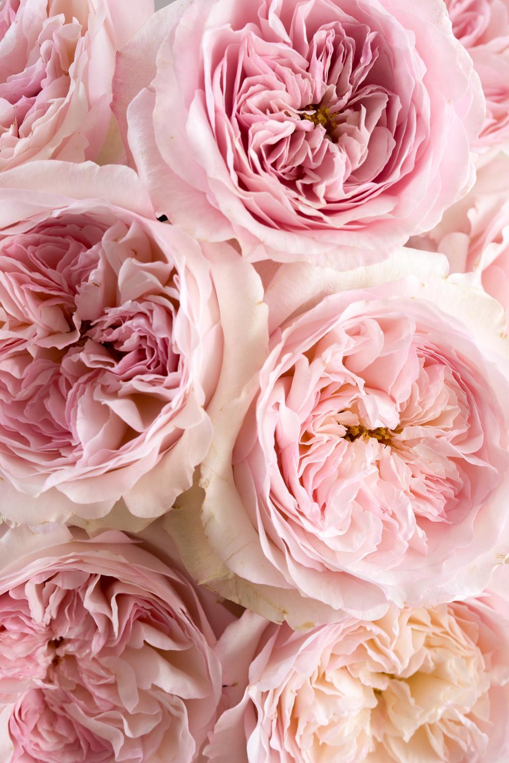 Rose Muses Keira Close Up Blooms