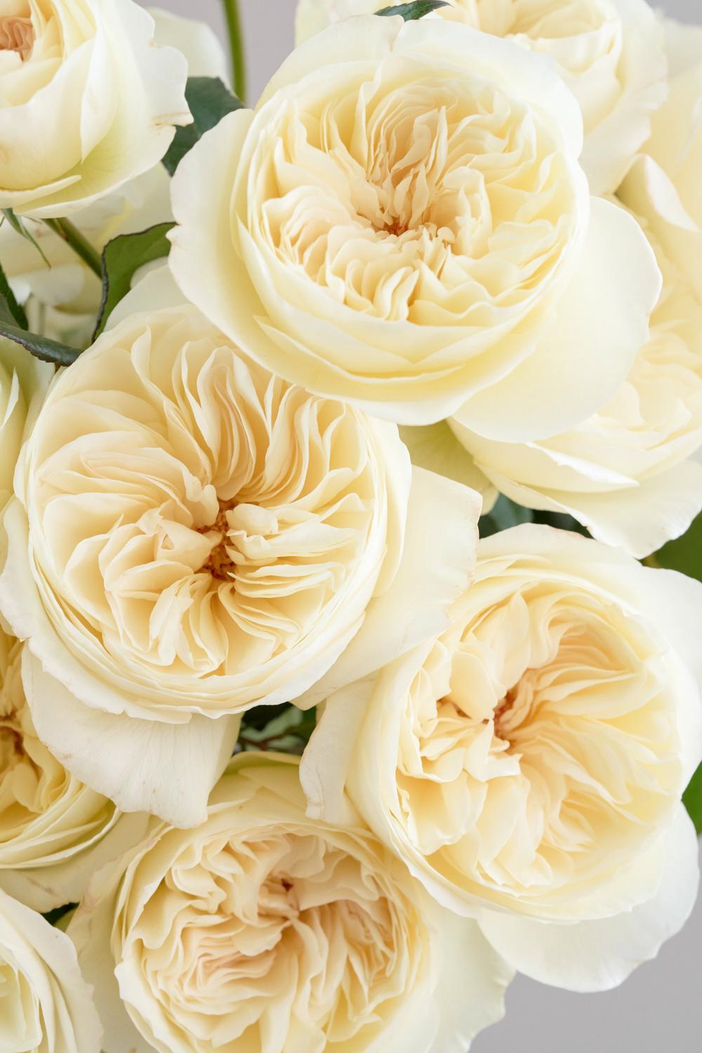 Rose Muses Leonora Close Up Bloom