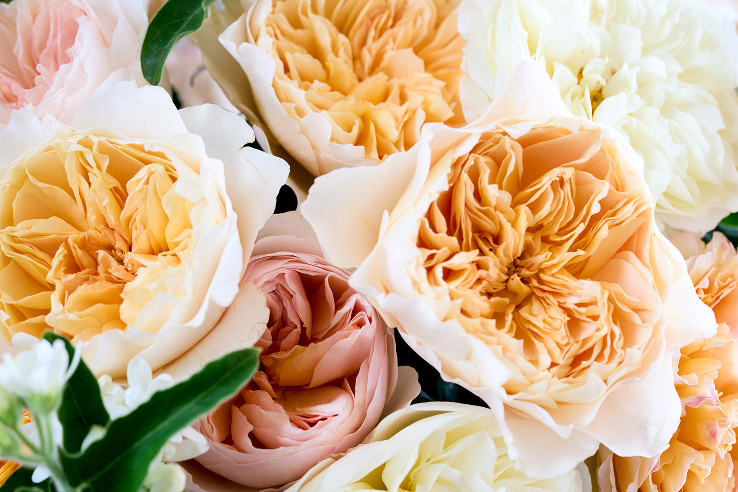 Sorbet Shades Close Up Blooms